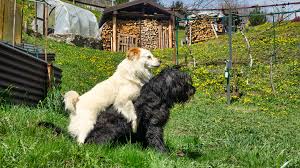 Emotionele castratie